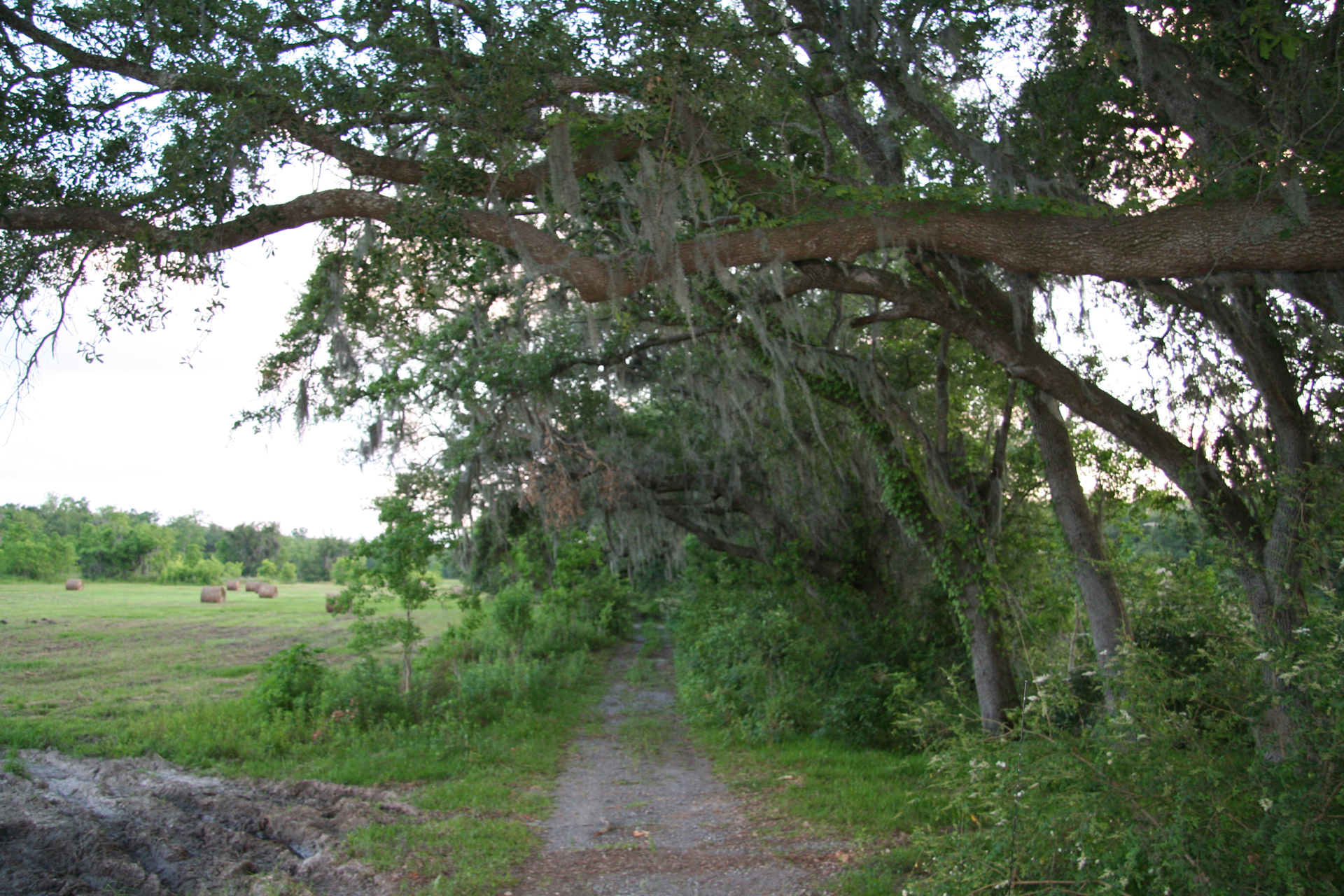 Virginia-Eichen mit Spanischem Moos/Southern Live Oaks with Spanish Moss